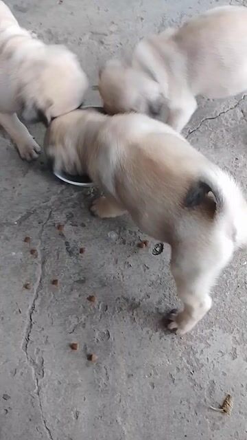 Các bé PUG tìm nhà mới. Mua bán Chó tại Thành phố Biên Hòa Đồng Nai được đăng bởi Trang hình 1