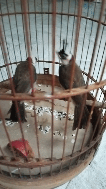 Chim chào mào 2 con màu Nâu Trắng. Mua bán Chim tại Quận Bình Tân Tp Hồ Chí Minh được đăng bởi Vuong Nguyen Minh Vuong hình 1