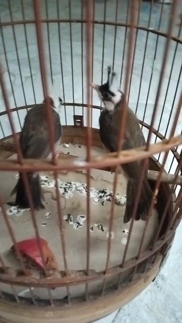 Chim chào mào 2 con màu Nâu Trắng. Mua bán Chim tại Quận Bình Tân Tp Hồ Chí Minh được đăng bởi Vuong Nguyen Minh Vuong hình 1