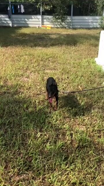 dòng chó dobacman. Mua bán Chó tại Huyện Bình Chánh Tp Hồ Chí Minh được đăng bởi quốc hiếu hình 1