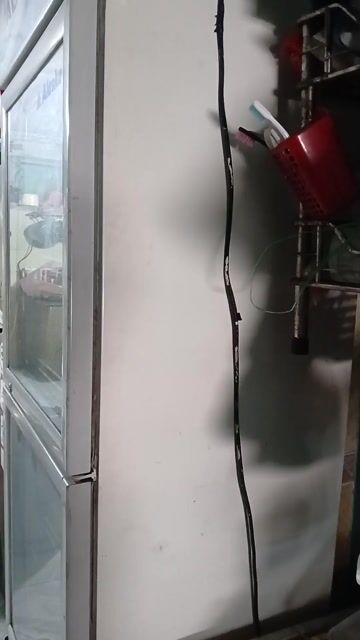 Tủ mát Alaska Trắng. Mua bán Tủ lạnh tại Quận Gò Vấp Tp Hồ Chí Minh được đăng bởi Lê Thị Thẩm hình 1