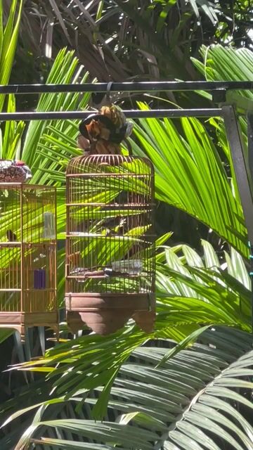 Chim ốc mít 2 mùa. Mua bán Chim tại Quận 8 Tp Hồ Chí Minh được đăng bởi Ồ la hình 1
