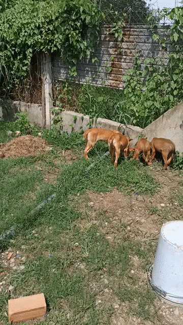 Cặp chó vàng lai 2 đực, 1 màu vàng cả con. Mua bán Chó tại Huyện Củ Chi Tp Hồ Chí Minh được đăng bởi Bánh Pía hình 1