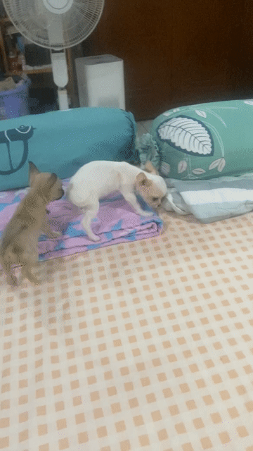 Chihuahua trắng vàng - Bé Gái - tai to, đầu táo. Mua bán Chó tại Quận Gò Vấp Tp Hồ Chí Minh được đăng bởi Lê Phú hình 1