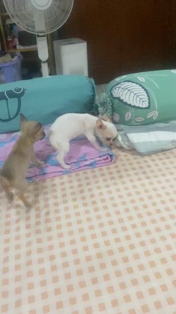 Chihuahua trắng vàng - Bé Gái - tai to, đầu táo. Mua bán Chó tại Quận Gò Vấp Tp Hồ Chí Minh được đăng bởi Lê Phú hình 1