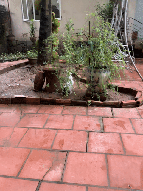 Chó lai đực 8 tháng trắng đốm đen. Mua bán Chó tại Quận Hai Bà Trưng Hà Nội được đăng bởi Nguyễn Diễm Hằng hình 1