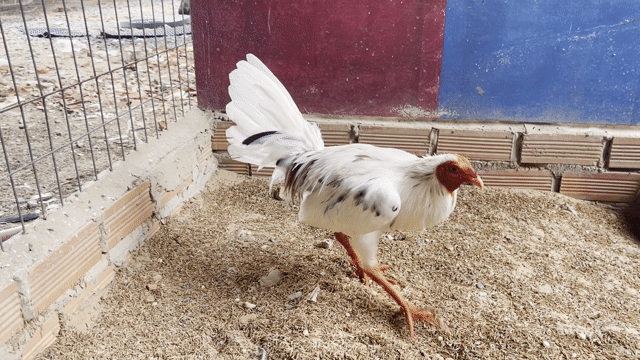 Gà Bướm Asill Mỹ 1kg540 . Trại Gà Nghĩa Q12. Mua bán Gà tại Huyện Hóc Môn Tp Hồ Chí Minh được đăng bởi Trại Gà Tre Nghĩa Q12  hình 1