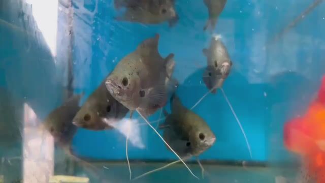 Cá Hồng Kỳ Phát Tài 3 ngón Đen. Mua bán Thú cưng khác tại Quận 12 Tp Hồ Chí Minh được đăng bởi Cá Cảnh Sài Gòn Giá Sĩ  hình 1