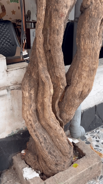 Cây bông giấy lâu năm thân xoắn khỏe. Mua bán Cây cảnh, đồ trang trí tại Quận Tân Bình Tp Hồ Chí Minh được đăng bởi Nhân Nguyễn hình 1