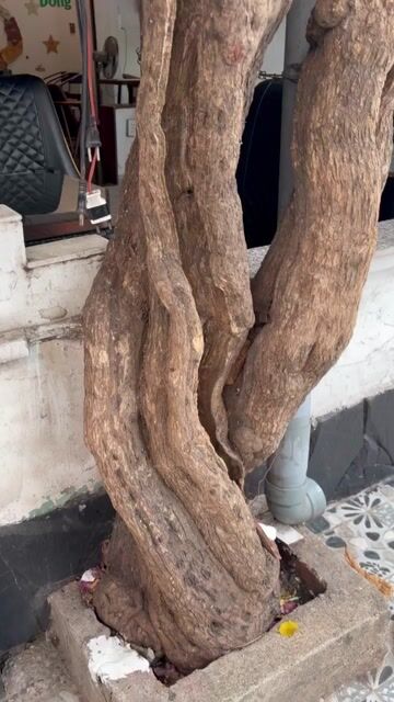 Cây bông giấy lâu năm thân xoắn khỏe. Mua bán Cây cảnh, đồ trang trí tại Quận Tân Bình Tp Hồ Chí Minh được đăng bởi Nhân Nguyễn hình 1