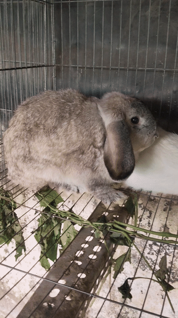 Holland lop đực cái 5 tháng tuổi . Mua bán Thú cưng khác tại Quận Bình Tân Tp Hồ Chí Minh được đăng bởi Nguyen Trung Hieu hình 1