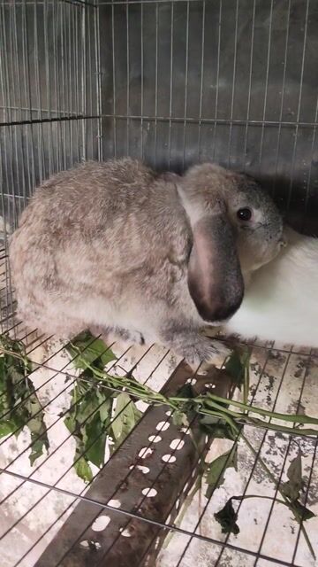 Holland lop đực cái 5 tháng tuổi . Mua bán Thú cưng khác tại Quận Bình Tân Tp Hồ Chí Minh được đăng bởi Nguyen Trung Hieu hình 1