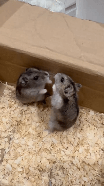 Chuột Hamster. Mua bán Thú cưng khác tại Quận Gò Vấp Tp Hồ Chí Minh được đăng bởi Nguyen Trucc hình 1