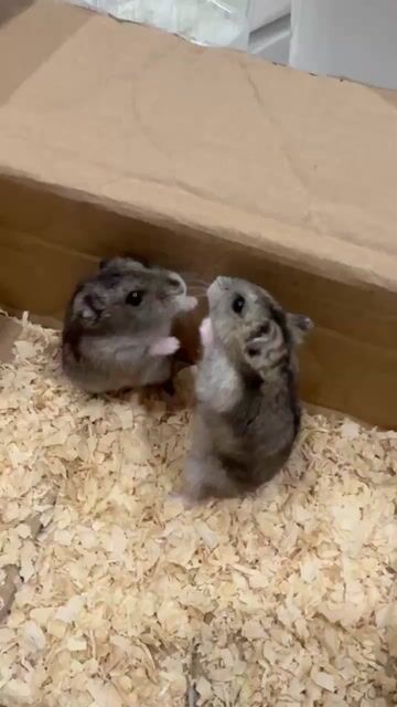 Chuột Hamster. Mua bán Thú cưng khác tại Quận Gò Vấp Tp Hồ Chí Minh được đăng bởi Nguyen Trucc hình 1