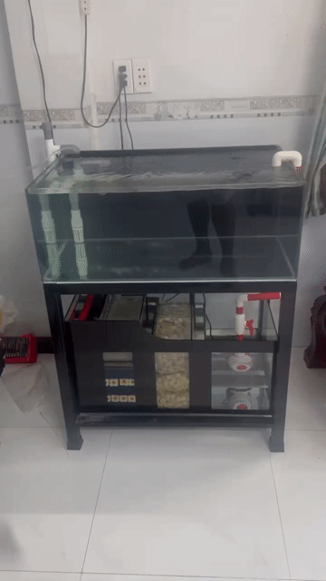 Bể cá cảnh Kính 8li 80x50x30cm Mới. Mua bán Phụ kiện, Thức ăn, Dịch vụ tại Thị xã Phú Mỹ Bà Rịa - Vũng Tàu được đăng bởi Pets  hình 1