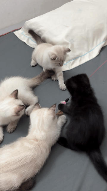 Mèo hyma nhà đẻ. Mua bán Mèo tại Quận Bình Thạnh Tp Hồ Chí Minh được đăng bởi Nguyễn Nhật Linh hình 1