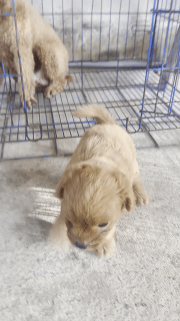 Chó Poodle 1 tháng tuổi màu Nâu. Mua bán Chó tại Huyện Long Hồ Vĩnh Long được đăng bởi Thành Đông hình 1