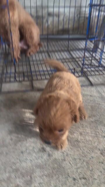 Chó Poodle 1 tháng tuổi màu Nâu. Mua bán Chó tại Huyện Long Hồ Vĩnh Long được đăng bởi Thành Đông hình 1