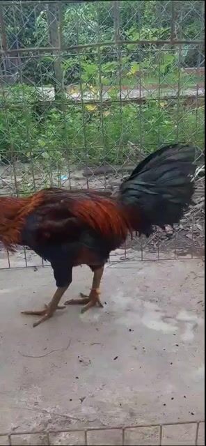 xanh siu mỹ 3.5kg tay dày, mẽ giỏi. Mua bán Gà tại Huyện Chơn Thành Bình Phước được đăng bởi Hoàng hình 1