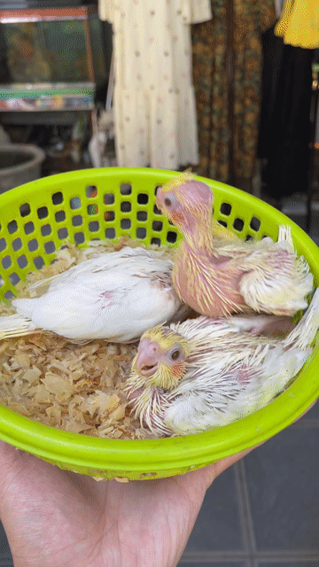 Vẹt Cockatiel Lutino dễ nuôi quấn người. Mua bán Chim tại Thành phố Huế Thừa Thiên Huế được đăng bởi Vu Nguyen hình 1