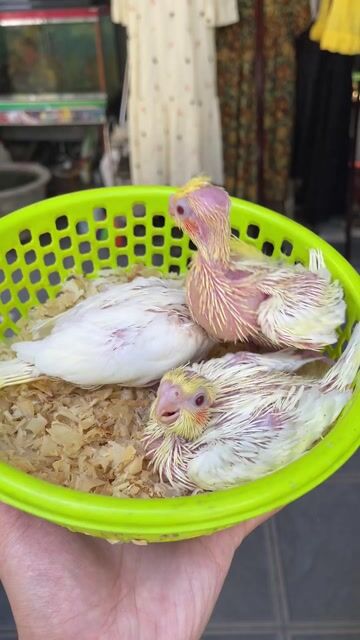 Vẹt Cockatiel Lutino dễ nuôi quấn người. Mua bán Chim tại Thành phố Huế Thừa Thiên Huế được đăng bởi Vu Nguyen hình 1