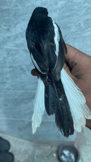 chưa hết mép vàng bộ to mũi thông đuôi thì thiếu m. Mua bán Chim tại Thành phố Dĩ An Bình Dương được đăng bởi Trần lê duy mạnh hình 1