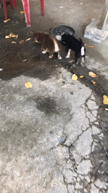 Chó con Đen, vàng kem 45 ngày tuổi. Mua bán Chó tại Quận 12 Tp Hồ Chí Minh được đăng bởi Nguyễn văn hưỡng hình 1