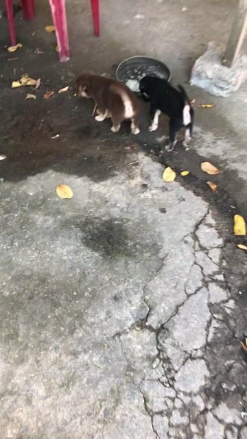 Chó con Đen, vàng kem 45 ngày tuổi. Mua bán Chó tại Quận 12 Tp Hồ Chí Minh được đăng bởi Nguyễn văn hưỡng hình 1