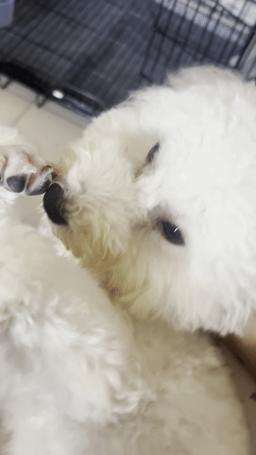 Chó Poodle Cái Trắng Đã tiêm đủ. Mua bán Chó tại Quận 12 Tp Hồ Chí Minh được đăng bởi Vy Thu hình 1