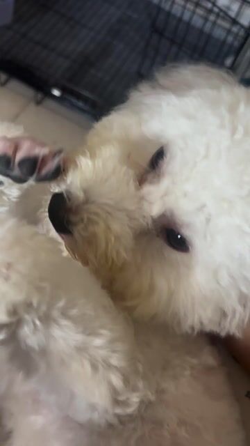 Chó Poodle Cái Trắng Đã tiêm đủ. Mua bán Chó tại Quận 12 Tp Hồ Chí Minh được đăng bởi Vy Thu hình 1