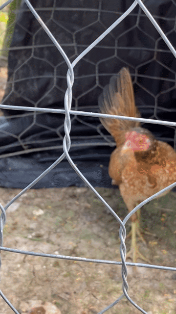 Gà mái tre Cái Nâu một cặp. Mua bán Gà tại Huyện Châu Phú An Giang được đăng bởi văn tài  hình 1