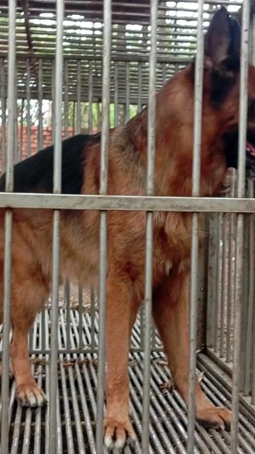 Chó Becgie đực 3 tuổi. Mua bán Chó tại Huyện Trảng Bom Đồng Nai được đăng bởi Trần Văn lưu hình 1
