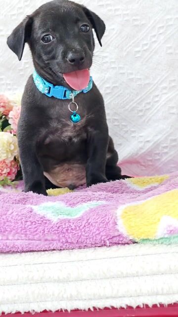 Trai Nhật F lùn chào sen ạ🥰🐾🐾. Mua bán Chó tại Huyện Hóc Môn Tp Hồ Chí Minh được đăng bởi Smile Pet hình 1