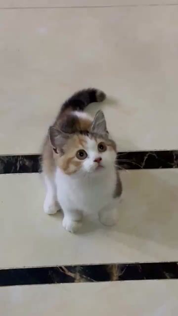 Mèo Tam thể lùn cái. Mua bán Mèo tại Quận Tây Hồ Hà Nội được đăng bởi Đức Duy Nguyễn hình 1