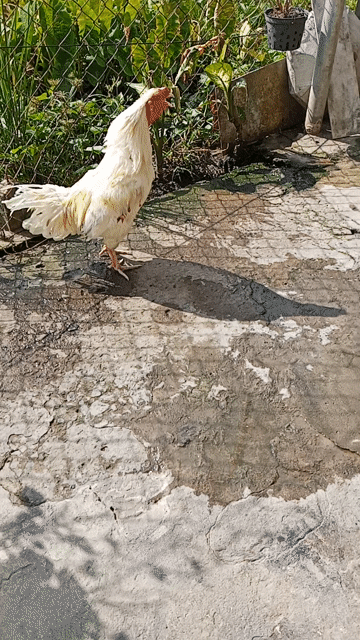 Gà chọi Trắng 2.9kg Đực. Mua bán Gà tại Huyện Cần Giuộc Long An được đăng bởi Xuân Tiến hình 1