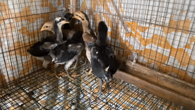 Gà siêu mỹ đen nâu hơn 1 tháng. Mua bán Gà tại Huyện Vĩnh Thạnh Cần Thơ được đăng bởi Gà Trại hình 1