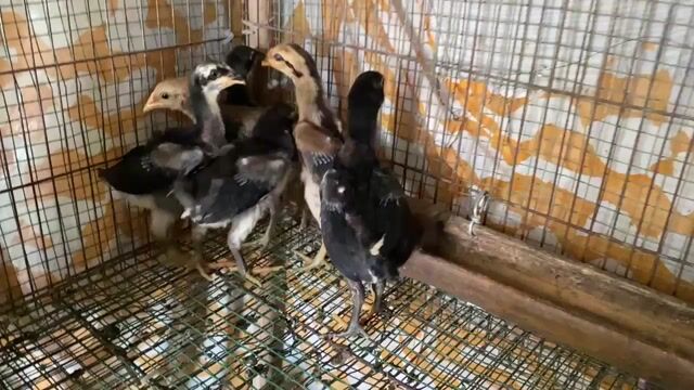 Gà siêu mỹ đen nâu hơn 1 tháng. Mua bán Gà tại Huyện Vĩnh Thạnh Cần Thơ được đăng bởi Gà Trại hình 1