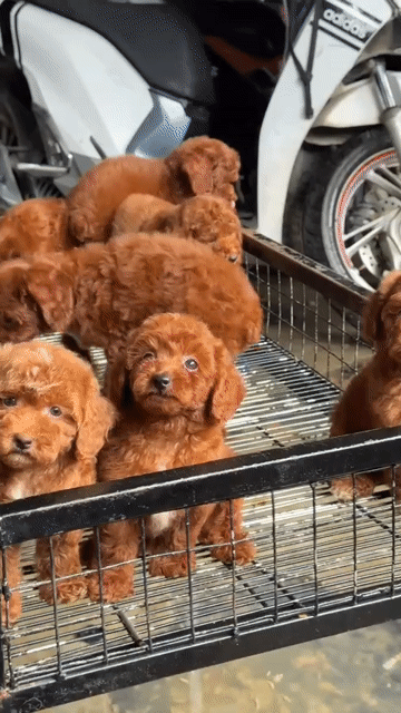 chó poodlle nâu đỏ siêu cute nhà sinh sản. Mua bán Chó tại Huyện Bình Chánh Tp Hồ Chí Minh được đăng bởi mini pet house sài gòn hình 1