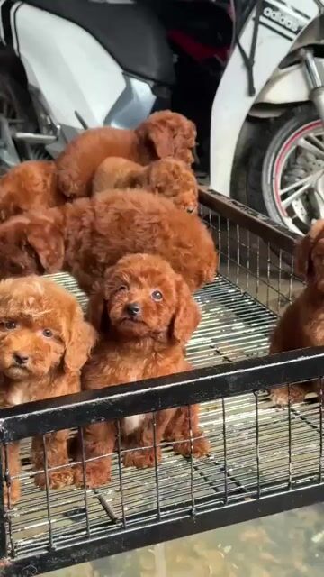 chó poodlle nâu đỏ siêu cute nhà sinh sản. Mua bán Chó tại Huyện Bình Chánh Tp Hồ Chí Minh được đăng bởi mini pet house sài gòn hình 1