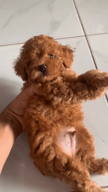 Chó Poodle đực đã tiêm mũi 1. Mua bán Chó tại Huyện Củ Chi Tp Hồ Chí Minh được đăng bởi phong  hình 1