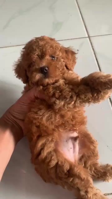 Chó Poodle đực đã tiêm mũi 1. Mua bán Chó tại Huyện Củ Chi Tp Hồ Chí Minh được đăng bởi phong  hình 1