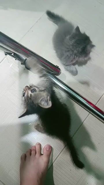 Mèo ALD + ALN