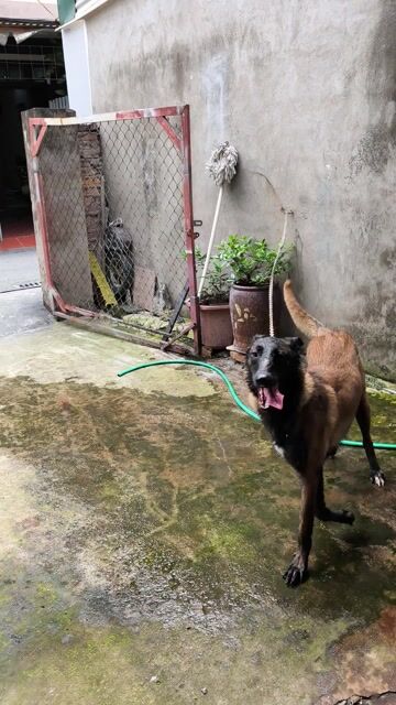 Chó Becgie cái 1.3 tuổi. Mua bán Chó tại Huyện Đông Anh Hà Nội được đăng bởi Gon Freeces hình 1