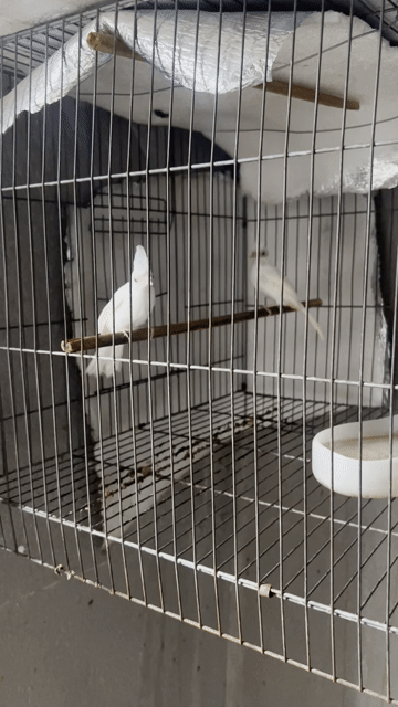Chim chào mào đột biến 1 con. Mua bán Chim tại Quận 12 Tp Hồ Chí Minh được đăng bởi Trương Nhân hình 1