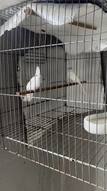 Chim chào mào đột biến 1 con. Mua bán Chim tại Quận 12 Tp Hồ Chí Minh được đăng bởi Trương Nhân hình 1