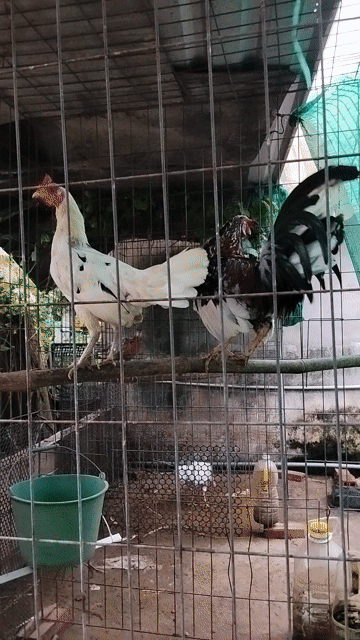 Gà tre lai chân xanh trống mái. Mua bán Gà tại Thành phố Tân An Long An được đăng bởi Chuyên gà lai  hình 1