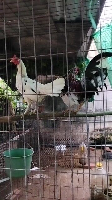 Gà tre lai chân xanh trống mái. Mua bán Gà tại Thành phố Tân An Long An được đăng bởi Chuyên gà lai  hình 1