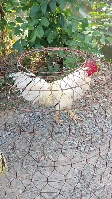 Gà chọi 2.7kg Trắng Đực. Mua bán Gà tại Quận Gò Vấp Tp Hồ Chí Minh được đăng bởi Tên chưa cung cấp hình 1