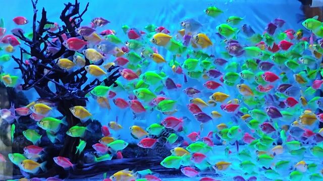 Cá cánh buồm dạ quang. Mua bán Thú cưng khác tại Quận Gò Vấp Tp Hồ Chí Minh được đăng bởi Cá Vàng Oranda và Ranchu hình 1