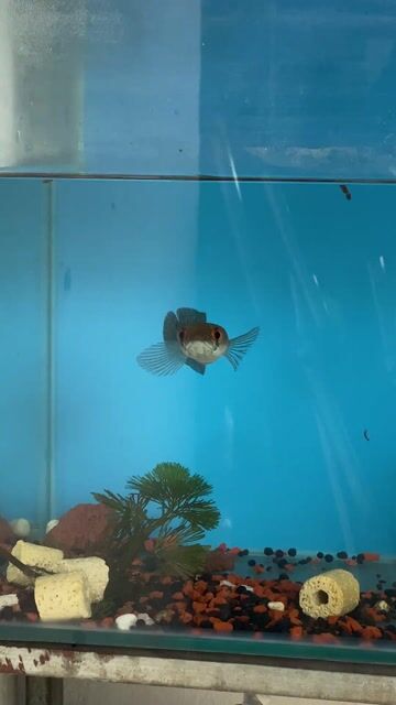 Cá cảnh Lóc Red Đỏ. Mua bán Thú cưng khác tại Huyện Bình Chánh Tp Hồ Chí Minh được đăng bởi phuong hình 1